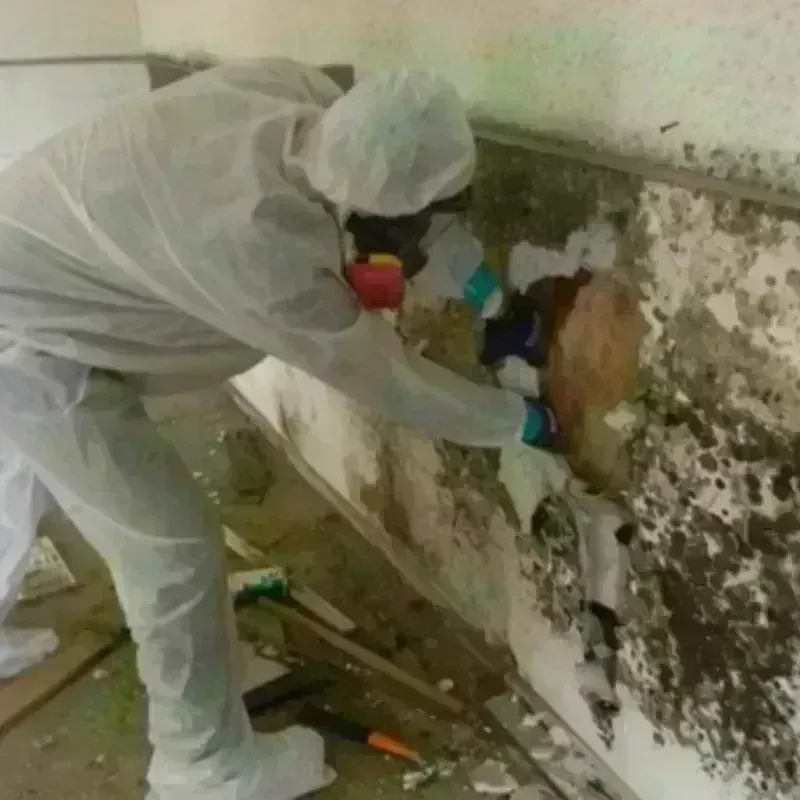 Mold Remediation and Removal in Elkhart, IN